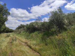 Flora del Cerro Masatrigo